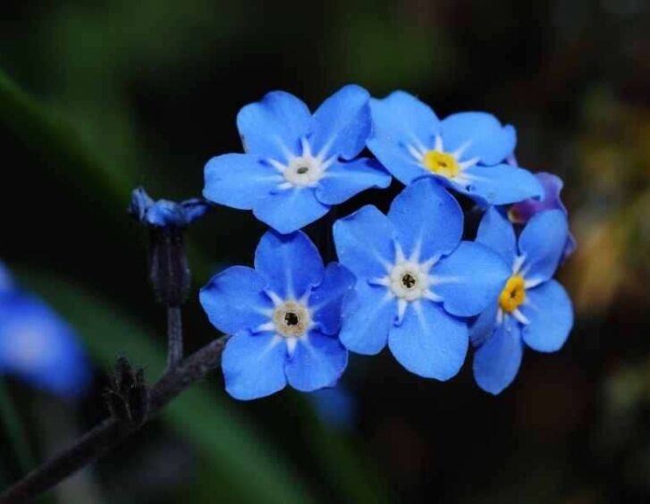 forget me not seeds Forget Me Not Seeds