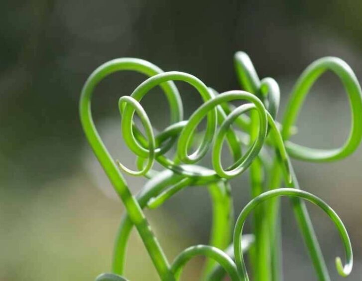 frizzle sizzle plant Frizzle Sizzle Plant