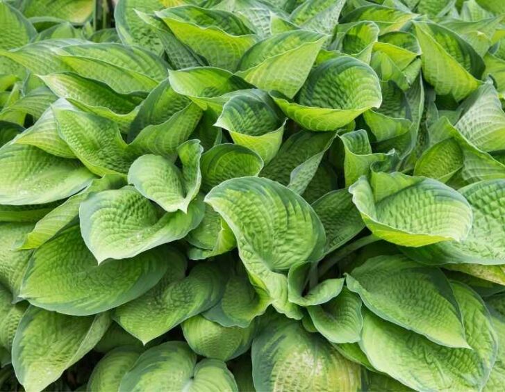 full sun hostas Full Sun Hostas