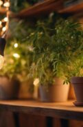 grow healthy plants indoors
