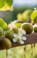 hardy kiwi growing guide