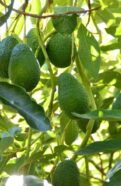 Hass Avocado Tree
