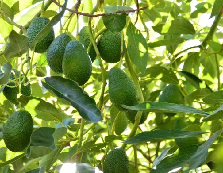 Hass Avocado Tree