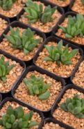 Haworthia Cymbiformis
