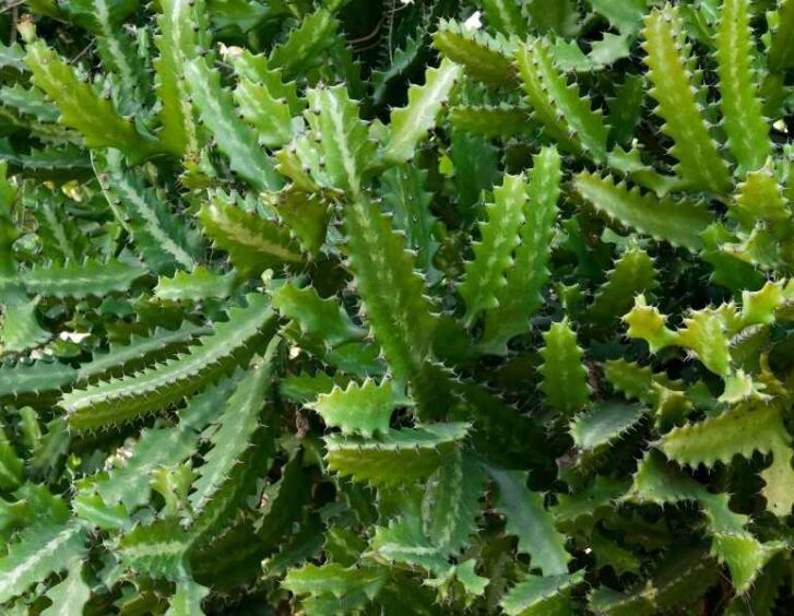 hedge cactus Hedge Cactus