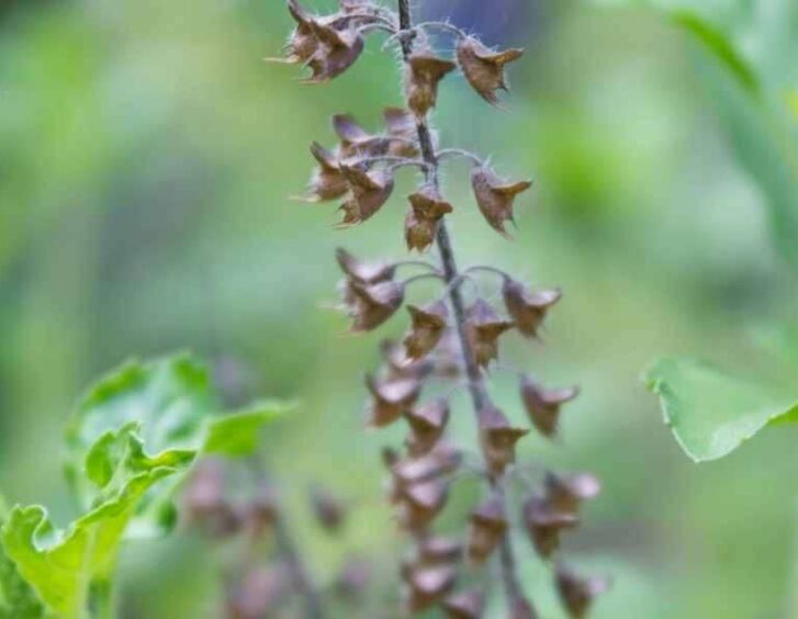 holy basil seeds Holy Basil Seeds