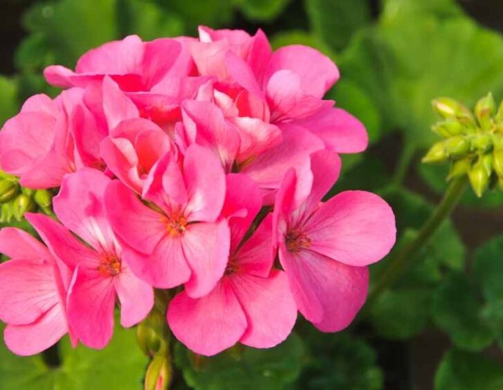 hot pink flowers Hot Pink Flowers