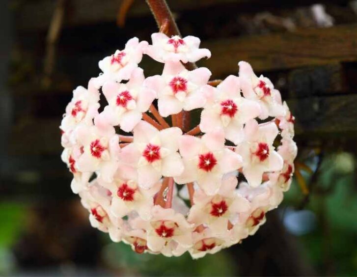 hoya bella Hoya Bella