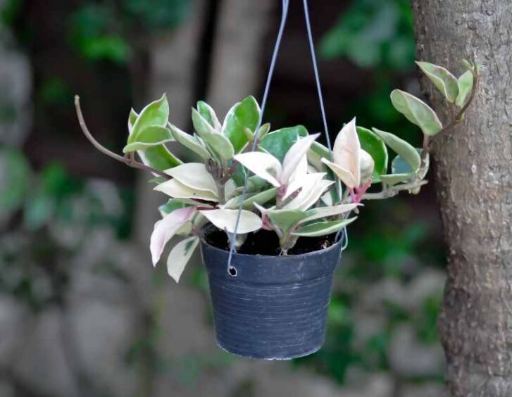 hoya krimson princess Hoya Krimson Princess