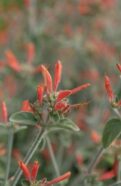 Hummingbird Plant