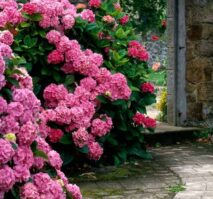 Hydrangea Garden