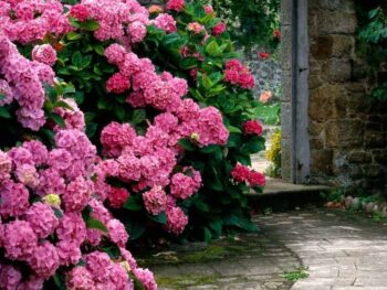 Hydrangea Garden