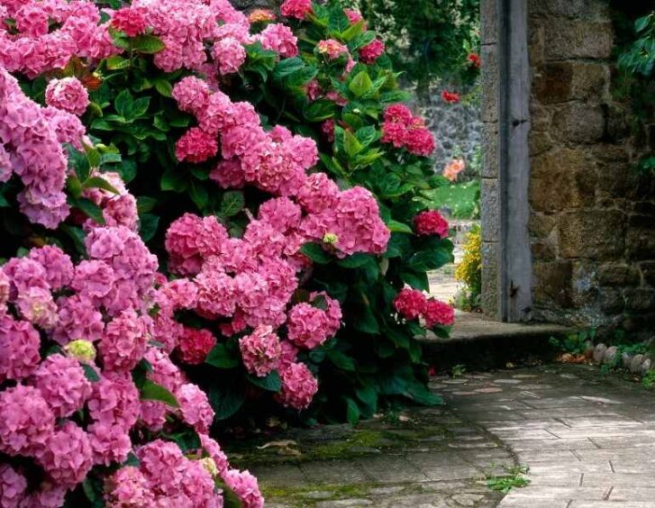 hydrangea garden Hydrangea Garden