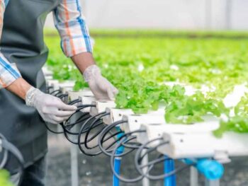 Hydroponic Fertilizer