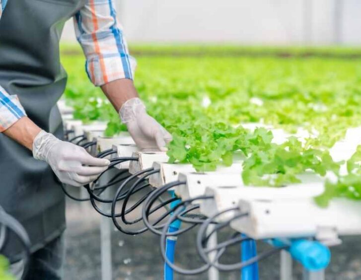 hydroponic fertilizer Hydroponic Fertilizer