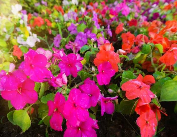 impatiens seeds Impatiens Seeds
