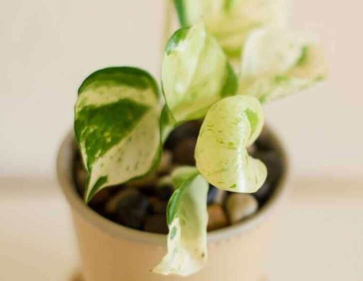 jade pothos Jade Pothos