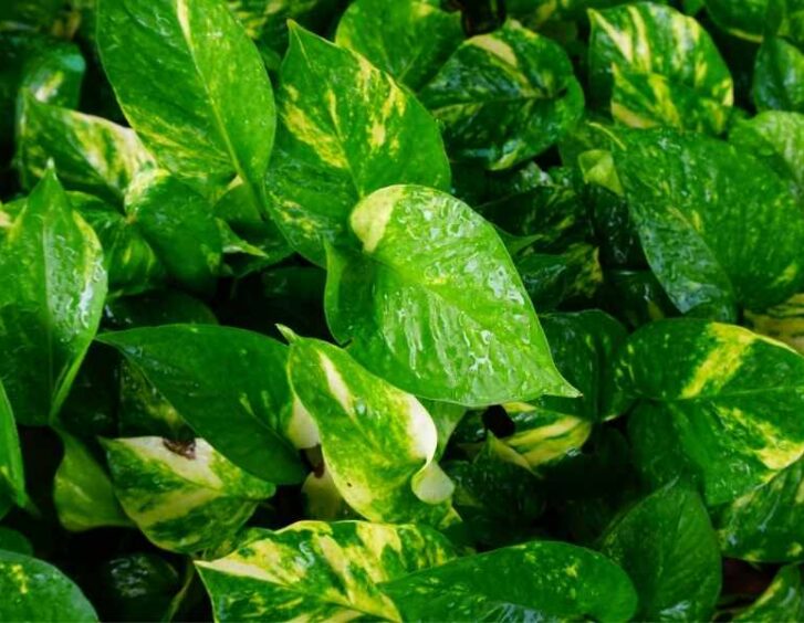 jessenia pothos Jessenia Pothos