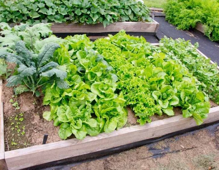 Kale Companion Plants