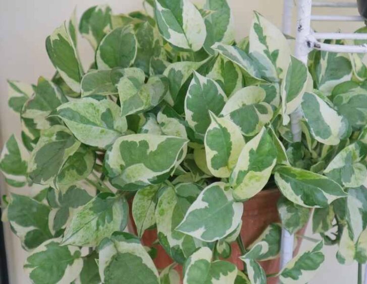 krimson queen hoya Krimson Queen Hoya