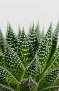 Lace Aloe