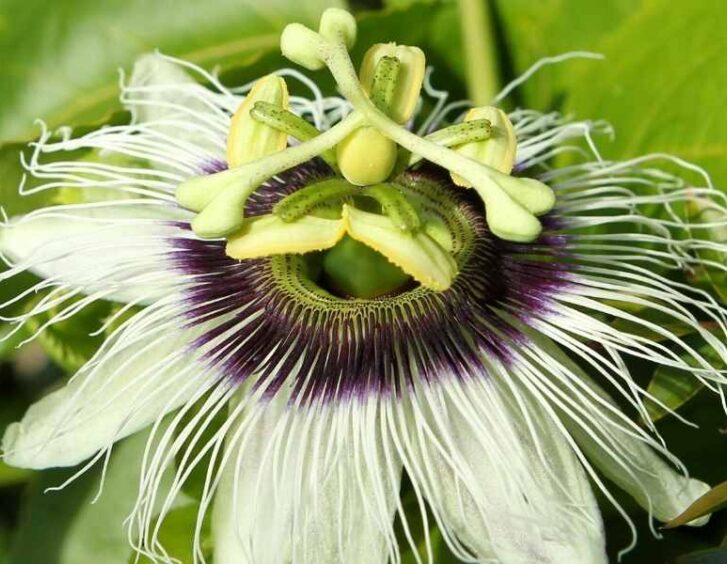 lilikoi passion fruit plant Lilikoi Passion Fruit Plant