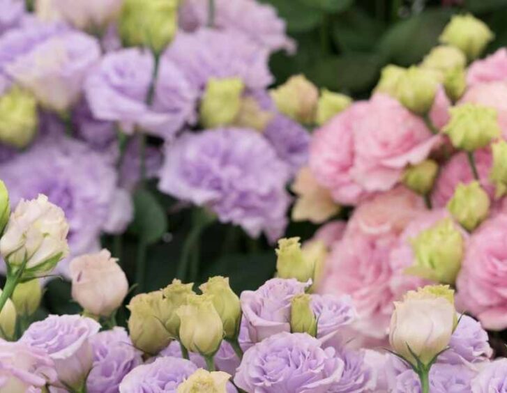 lisianthus seeds Lisianthus Seeds