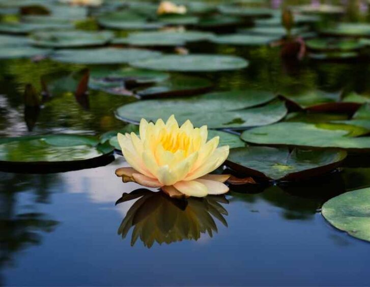 lotus plants Lotus Plants