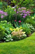 Low Growing Perennials