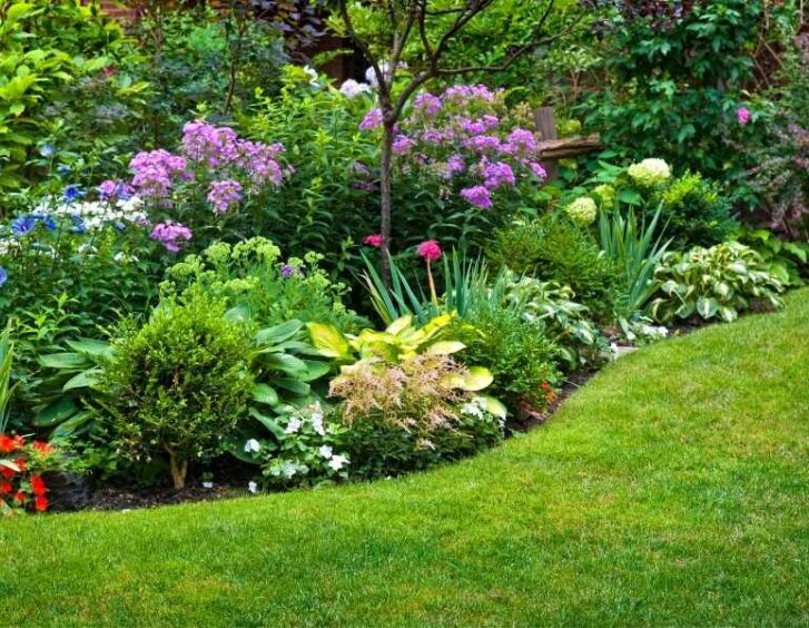 low growing perennials Low Growing Perennials