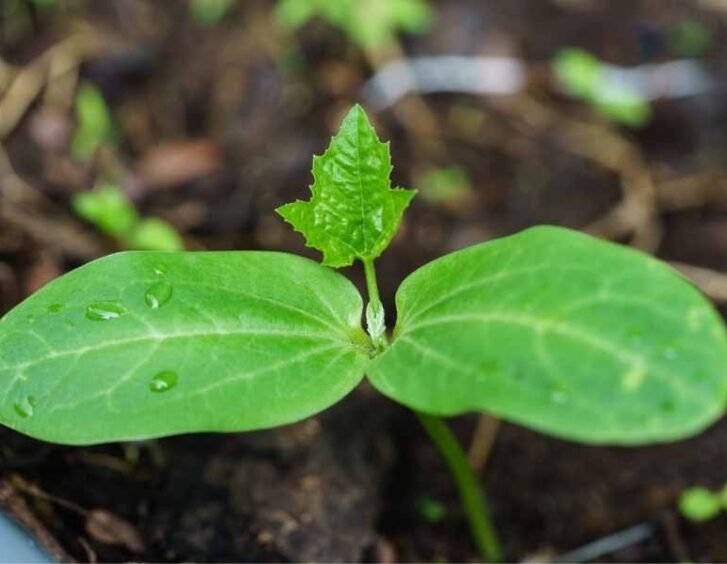 luffa seedling Luffa Seedling