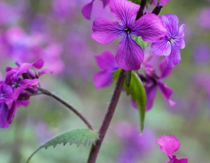 lunaria Lunaria