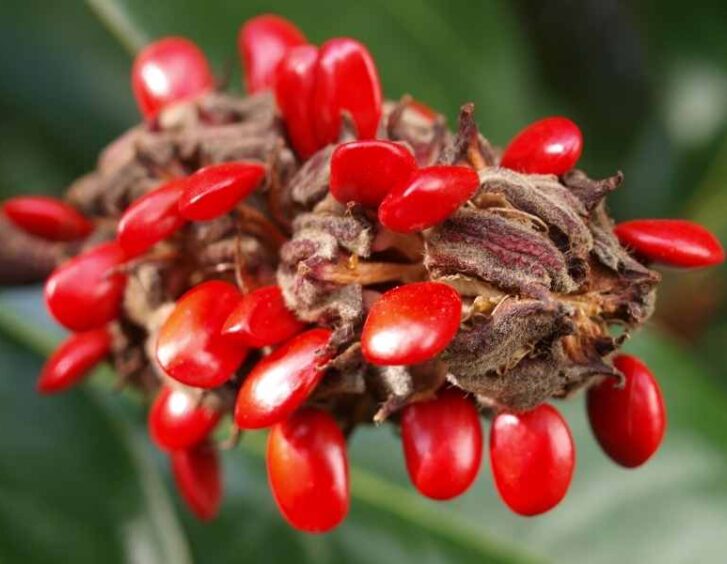 magnolia tree seeds Magnolia Tree Seeds