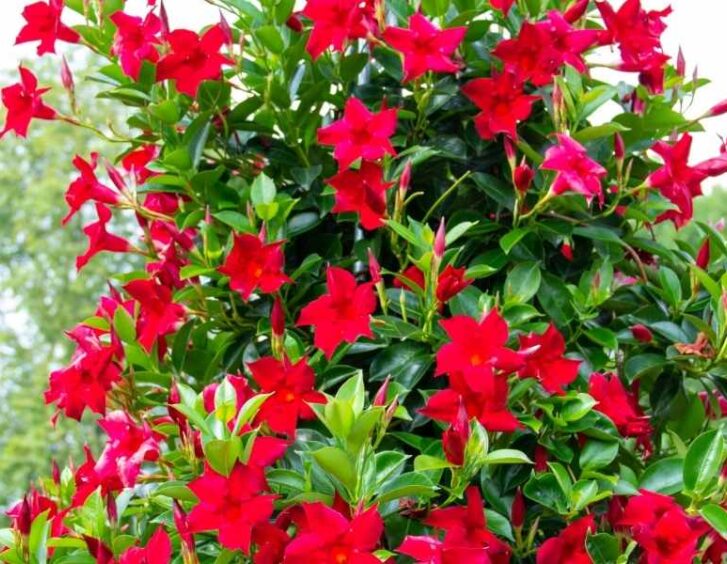 Mandevilla Trellis