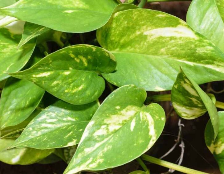 Marble Queen Devils Ivy