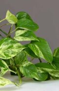 Marble Queen Pothos Plant