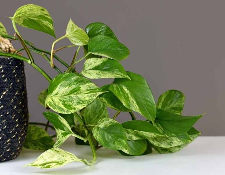 marble queen pothos plant Marble Queen Pothos Plant