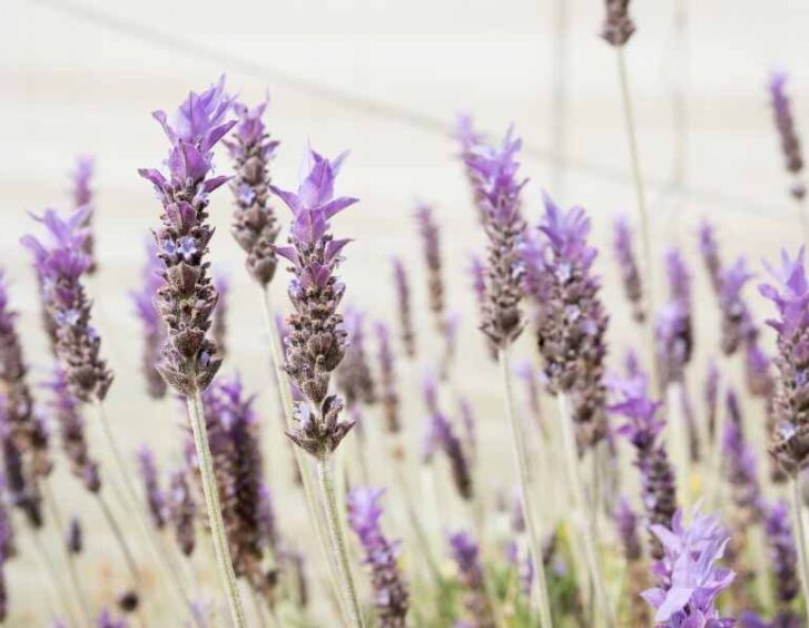 march flowers March Flowers