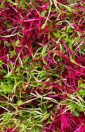Micro Herb Seeds