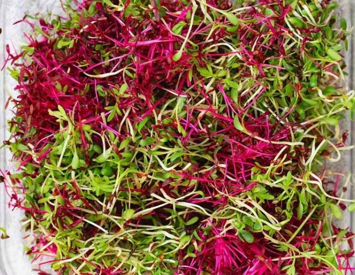 micro herb seeds Micro Herb Seeds