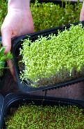 Microgreens Seeds
