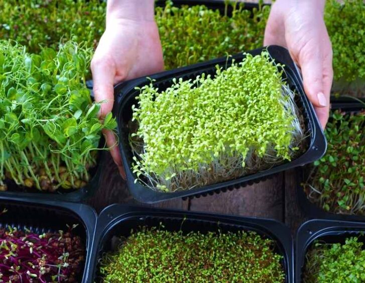 microgreens seeds Microgreens Seeds