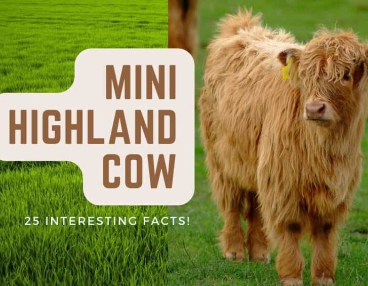 A furry animal standing in a field.