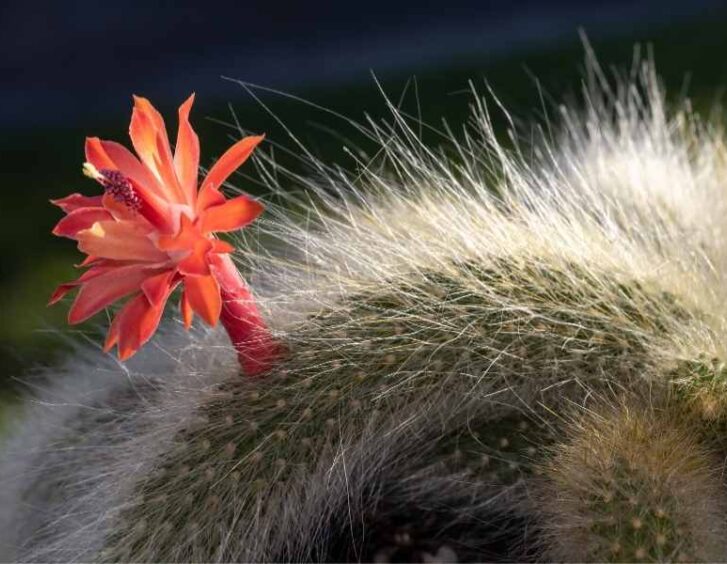 monkey tail cactus Monkey Tail Cactus