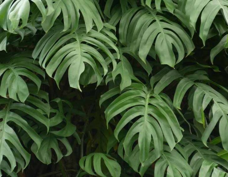 monstera leaves curling Monstera Leaves Curling