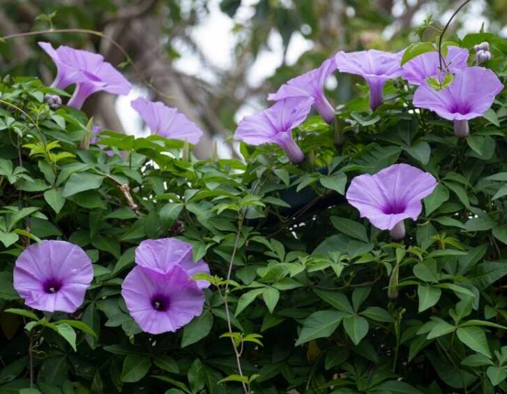 morning glory seeds Morning Glory Seeds