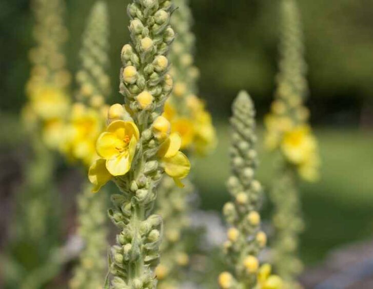 mullein seeds Mullein Seeds