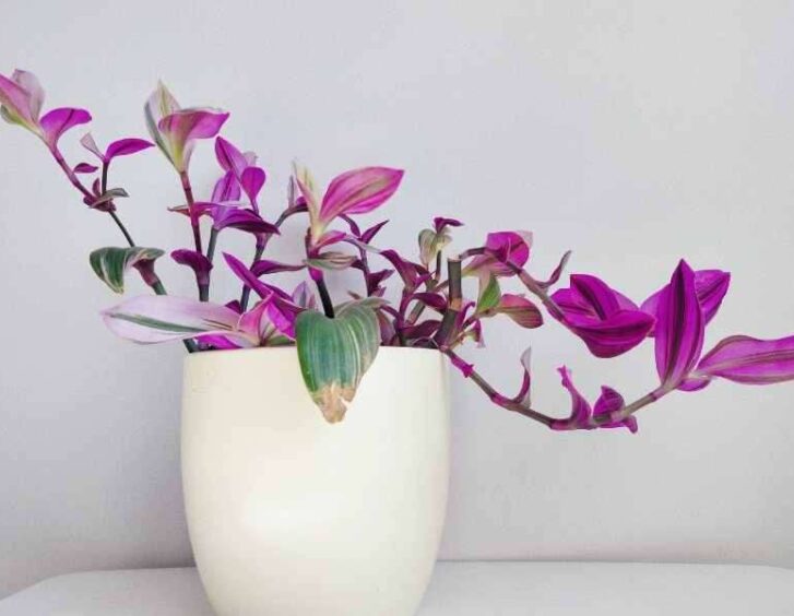 nanouk plant Nanouk Plant