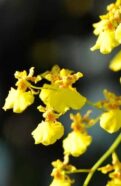 Oncidium Orchid