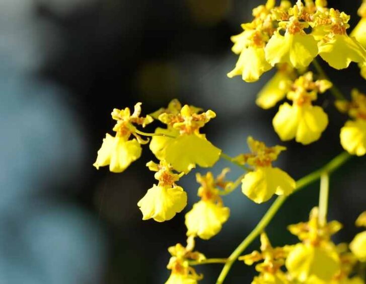 Oncidium Orchid